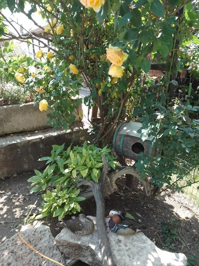 Guest House Amazonka Varna 0*,  Bulgaria